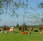 herd of beef cattle on a Florida ranch