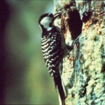 Red cockaded woodpecker