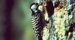 Red cockaded woodpecker