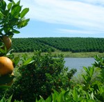 Citrus groves, leaves, oranges, trees. UF/IFAS Photo: Thomas Wright.