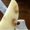 Figure 1. Internal heat necrosis symptoms in fresh market potato 'Red LaSoda'