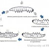  Figure 3.  Generalized life cycle of entomopathogenic nematodes.
