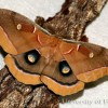 Figure 1. Adult male polyphemus moth, Antheraea polyphemus (Cramer dorsal view).