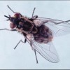 Figure 1. Stable fly.
