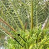 Figure 1. Overview of canopy of Canary Island date palm with Fusarium wilt. The black arrows point to leaves that are dying.