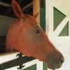 A quarterhorse at the UF/IFAS horse teaching unit in Gainesville FL.