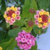 Figure 4. UF-T4 lantana flowers and inflorescences grown outdoors in ground beds in full sun. 