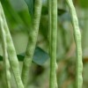 Pole beans, green beans grown at the University of Florida. Photo by Tara Piasio
