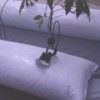 Figure 3. Young tomato plant growing in perlite-filled bag