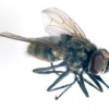 Figure 1. Adult Horn fly. 