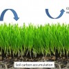 Figure 1. Simplified carbon cycle diagram. While CO2 is removed from the atmosphere and incorporated into plant tissue via photosynthesis, it can also be re-emitted back to the atmosphere as plant (autotrophic) and soil microbial respiration (heterotrophic). The balance between carbon inputs and outputs determines the amount of carbon sequestered in the soil.