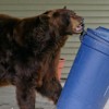 Bear stealing garbage (USDA Forest Service)