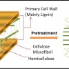 Figure 1. Schematic diagram showing the effect of pretreatment on ligno-cellulosic biomass. The primary cell wall becomes compacted by a dense lignin network structure as the plant grows and ages.