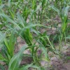 Figure 3. Corn plants leaning over after 2,4-D was applied too late in the season.