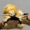 Figure 4. Male southern flannel moth, Megalopyge opercularis (anterior view).