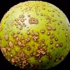 Figure 5. Lesiones marrones elevadas de cancro en fruta con unos particulares márgenes prominentes empapados de agua.