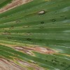 Figure 1. Washingtonia filifera leaf exhibiting multiple stages of leaf spot development, from beginning pinpoint water-soaked lesions to expansive necrotic areas.