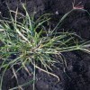 Figure 1. Goosegrass mat-like rosette with flattened stems radiating from a central point.