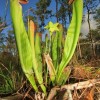 Figure 3. Flowering hooded pitcherplant in the Lochloosa Wildlife Management Area in southeastern Alachua County.
