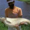 Figure 2.  A mature grass carp, highly effective in controlling Hydrilla and many other noxious aquatic weeds.