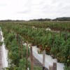 Figure 1. An estimated 75% of Florida's tomato acreage is scouted twice weekly and sprayed only as necessary.