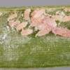 Figure 2. Population of adult and immature Tuttle mealybugs, Brevennia rehi, on a blade of zoysia grass. 