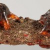 Figure 1. Adult female tests of Tachardiella mexicana on wax myrtle.
