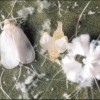 Figure 1. Spiraling whitefly adult.