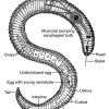 Figure 1. Diagram of a generic plant-parasitic nematode.