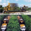 Figure 1. Continuous canopy shake and catch citrus mechanical harvesting system.