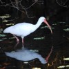 Figure 1.  A white ibis on the University of Florida campus in Gainesville. Credit: Daniel Feinberg