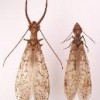 Figure 1. Male and female eastern dobsonflies, Corydalus cornutus (Linnaeus), showing differences in mandibles and antennae. 