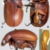 Figure 1. Adult Maladera castanea (Arrow), Asiatic garden beetle: A) dorsal, B) ventral, C) lateral and D) male genitalia.