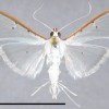 Figure 1. Palpita persimilis, adult habitus. Scale = 1 cm.