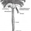Figure 1. Generalized palm morphology.