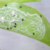 Figure 15. Adult Nephaspis oculata feeding on whitefly eggs. Credit: Siavash Taravati