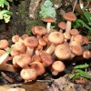 Figure 3. Young developing mushrooms of Armillaria tabescens.