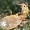 Figure 1. Adult Amblyseius swirskii feeding on thrips larvae. Credit: Steven Arthurs, University of Florida