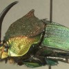 Figure 1. Red-green male Phanaeus vindex. Credit: Paul Skelley
