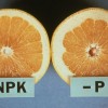 Figure 1. A thick rind and hollow core are both symptoms of P deficiency in citrus trees. Credit: Dr. R.C.J. Roo
