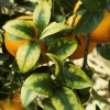 Figure 2. The leaves on this citrus tree show magnesium-deficiency symptoms. Notice how the leaves have an inverted V-shaped area pointed on the midrib. Credit: M. Zekri