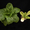 Figure 1. Examples of healthy lettuce (left) and N-deficient lettuce (right). Credit: L. Santos