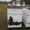Figure 1.  Hives getting supplemental sugar syrup through top feeders. Other feeders also can be used to deliver sugar or high fructose corn syrup to colonies. 