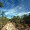 Keywords: Forest Resources and Conservation, natural resources, pine forest, north Florida, tree. Photo by Eric Zamora