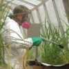 Herman Brown, a University of Florida agricultural assistant, sprays pesticide on rice plants
