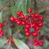 Figure 4. Coral ardisia has bright red berries. It is thought that livestock died after consuming the berries in 2001 and 2007 in Florida.