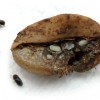 Figure 1. A family of the coffee berry borer Hypothenemus hampei (adults and pupae) and their coffee bean.