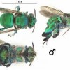 Figure 1.  A male Euglossa dilemma photographed from various angles. Characteristic green metallic coloration, long tongue, brush-like front tarsi, and enlarged hind tibiae are visible.