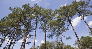 Pine trees in a forest