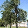 Figure 1. Queen palm, Syagrus romanzoffiana.